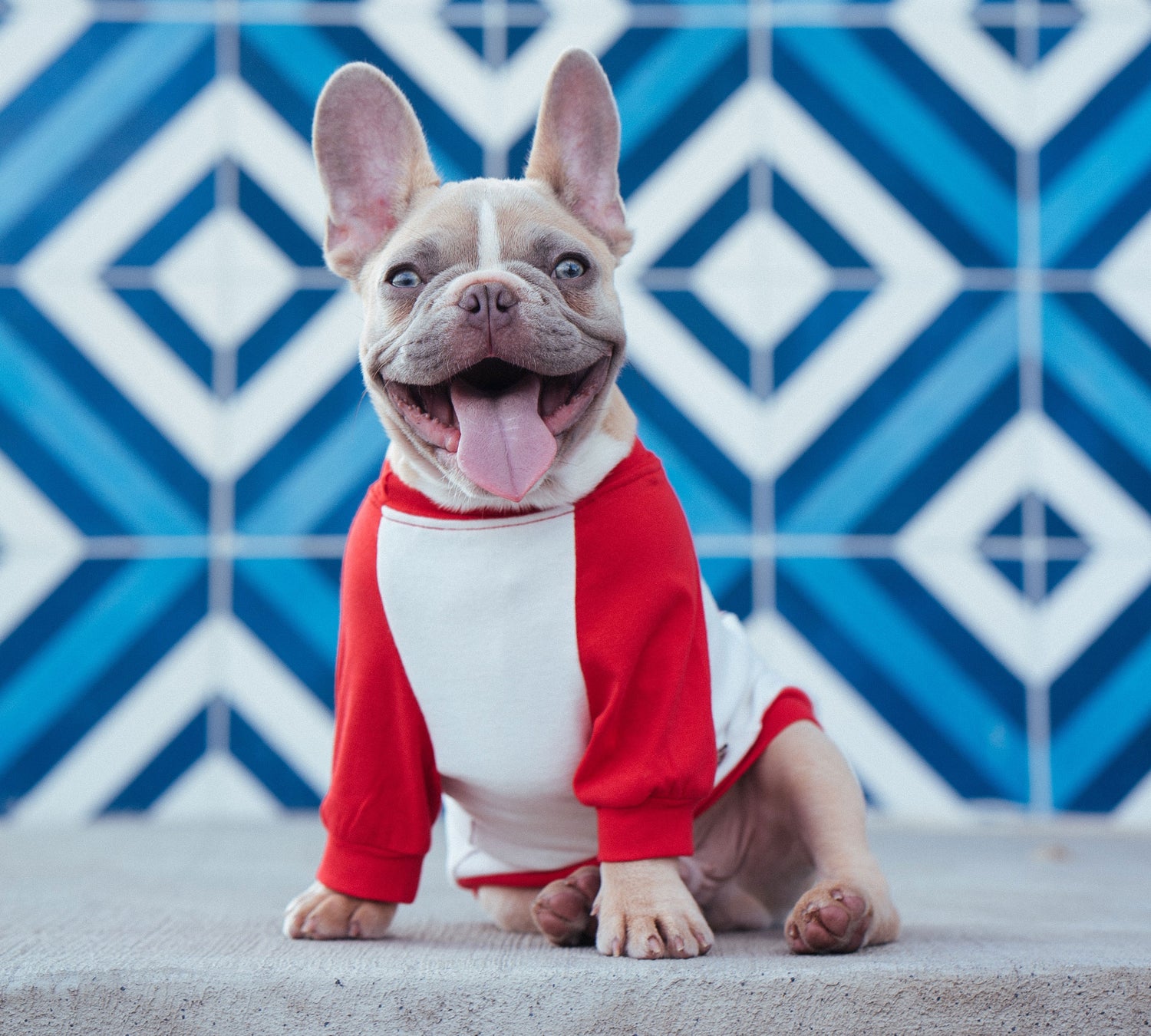 frenchie puppy wearing a red and white t-shirt